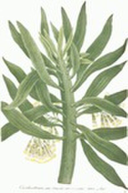 Tập_tin:Senecio-arborescens.jpg