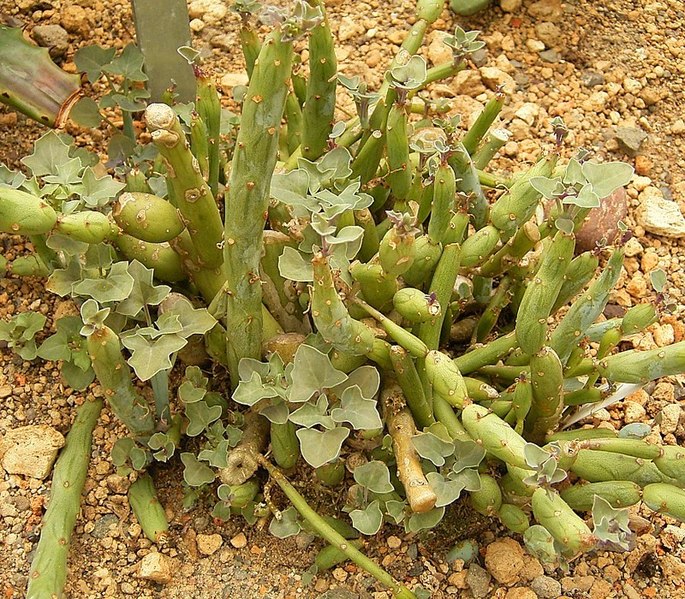 File:Senecio articulatus 01 ies.jpg