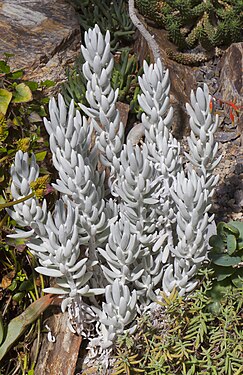 Senecio haworthii, Munich Botanical Garden