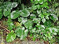 Alocasia macrorrhizos