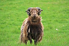 Sheep Nólsoy, Faroe Islands.jpg