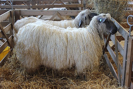 Sheep breeds (18096851743)