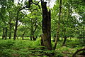 Sherwood Forest (9565).jpg