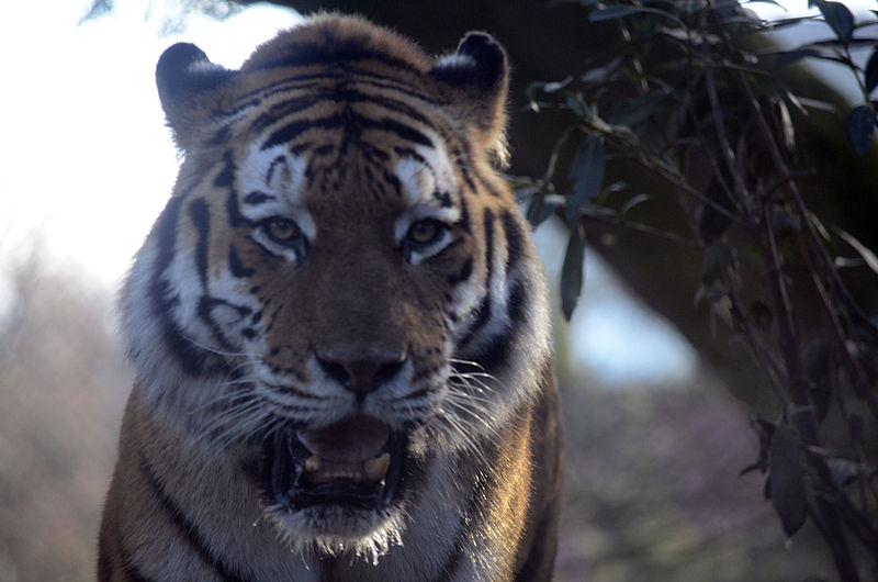 File:Siberian tiger (6936012033).jpg