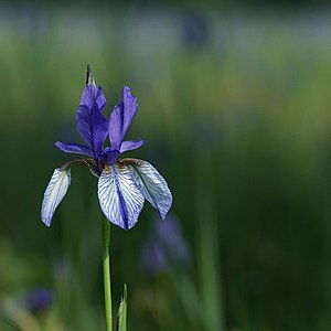 Siberian Lily 03.JPG