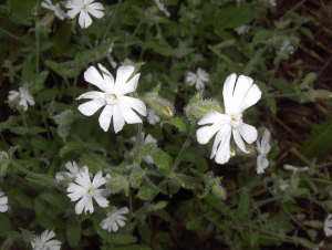 Acker-Lichtnelke (Silene noctiflora)