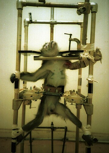One of the Silver Spring monkeys in a restraint chair