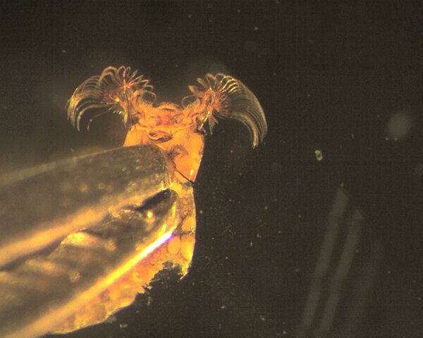 The filtering mouthparts of a black fly larvae (Simuliidae).