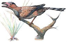 Restoration of Sinornis perching Sinornis.jpg