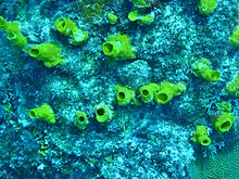 Siphonodictyon coralliphagum.jpg