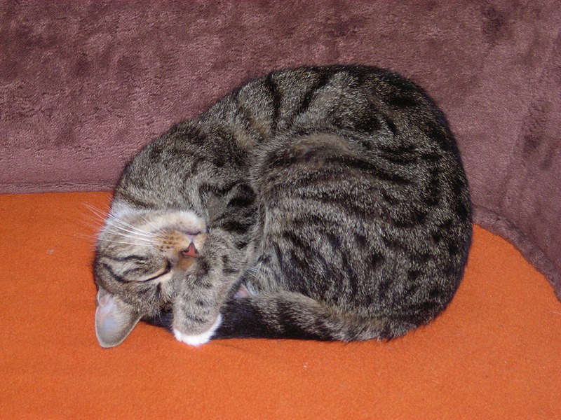 File:Sleeping Tabby Cat.JPG