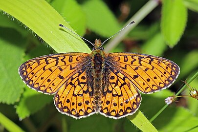 Small pearl-bordered fritillary Boloria selene