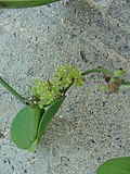 Miniatura para Smilax campestris