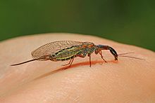 Snakefly - Agulla spesies, Packer Lake, California - 26063118522.jpg