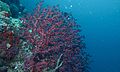 Soft Coral (Siphonogorgia godeffroyi) (6133261162).jpg