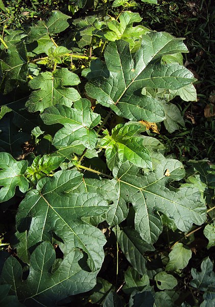 File:Solanum aculeatissimum 08.JPG