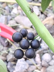 Ripe berries of S. nigrum Solanum nigrum berries.jpg