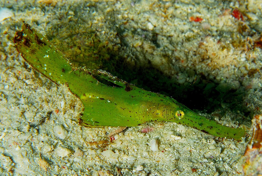 鋸吻剃刀魚