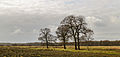 Solitaire eiken (Quercus robur) in een imponerend landschap. Locatie, natuurgebied Delleboersterheide – Catspoele.