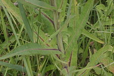 Sonchus palustris (Sumpf-Gänsedistel) IMG 4336.jpg