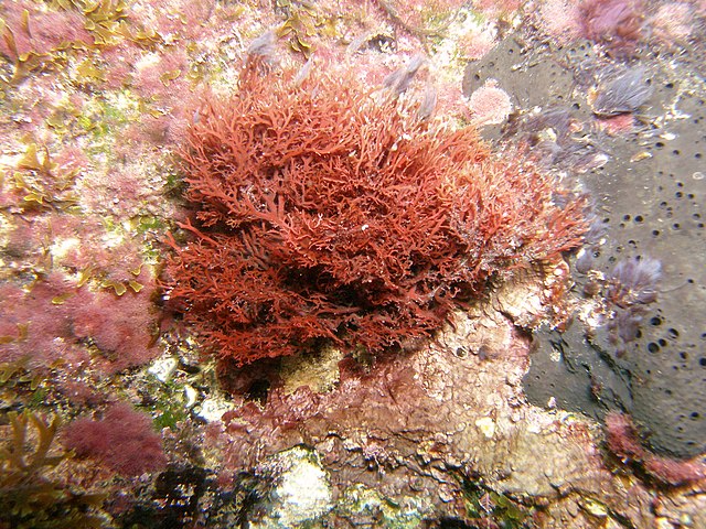 Photographie de l’algue sur un rocher dans l’eau.
