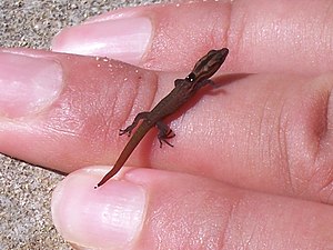 Ball finger gecko