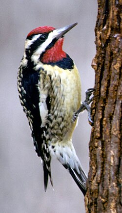 Sphyrapicus variusPCSL11319B.jpg