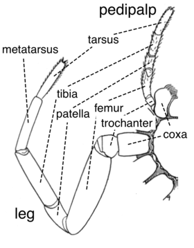 Pedipalp and leg of a female spider from the underside; the coxa of the pedipalp is heavily modified to form the maxilla Spider external anatomy appendages en.png