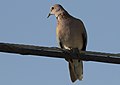 Spilopelia senegalensis - Laughing Dove, Mersin 2018-09-23 03.jpg