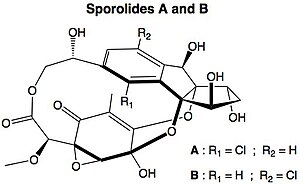 Sporolides.