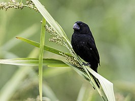 Zwartsnavelzaadkraker