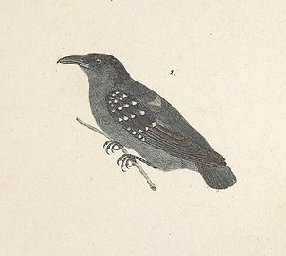 <span class="mw-page-title-main">Spot-winged antshrike</span> Species of bird