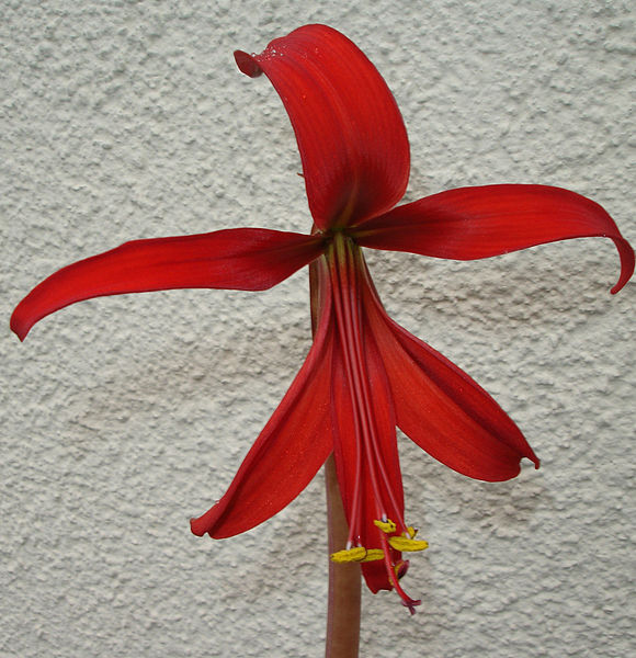 File:Sprekelia.formosissima.2.jpg