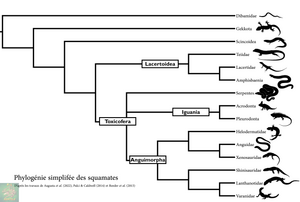 Squamata: Étymologie, Caractères dérivés propres, Classification