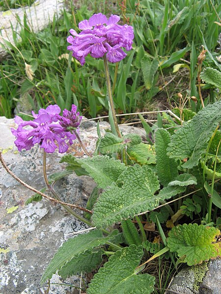 File:Stachys macrantha.jpg