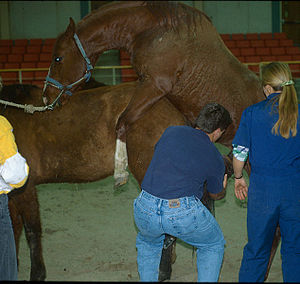 Bien-Être Du Cheval