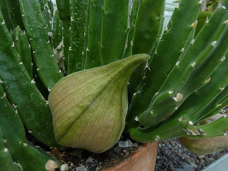 File:Stapelia asterias - Basel - 1.jpg