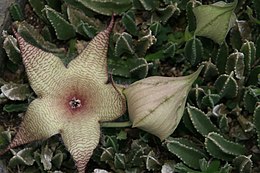nagyvirágú dögvirág (Stapelia gigantea)