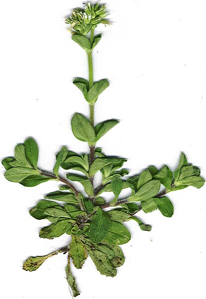 File:Starr 020202-9001 Cerastium glomeratum.jpg