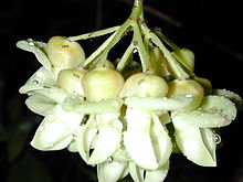 Старр 021203-0008 Mucuna gigantea.jpg