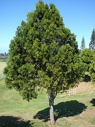 <i>Afrocarpus gracilior</i> Species of conifer