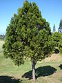 Afrocarpus graciliorの樹形