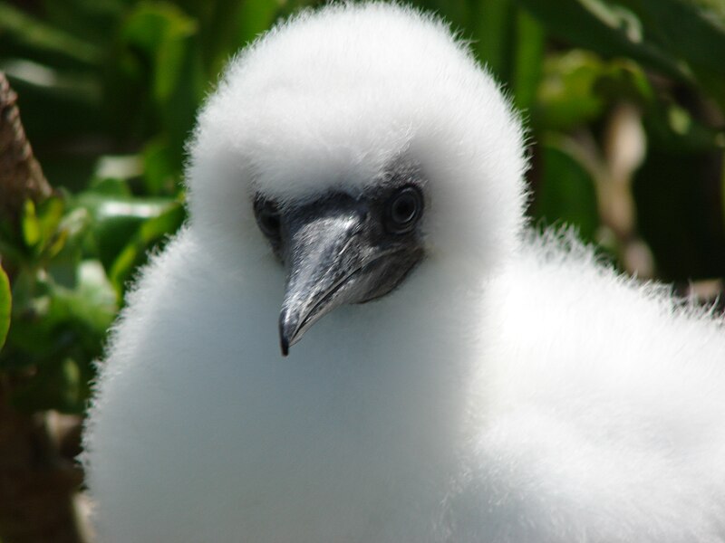 File:Starr 080605-6594 Red-footed Booby chick.jpg