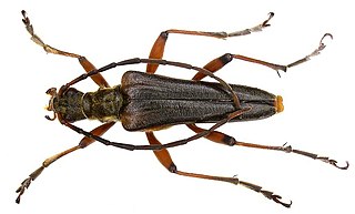 <i>Stenocerus</i> Genus of beetles