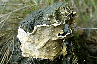 <i>Eichleriella</i> Genus of fungi