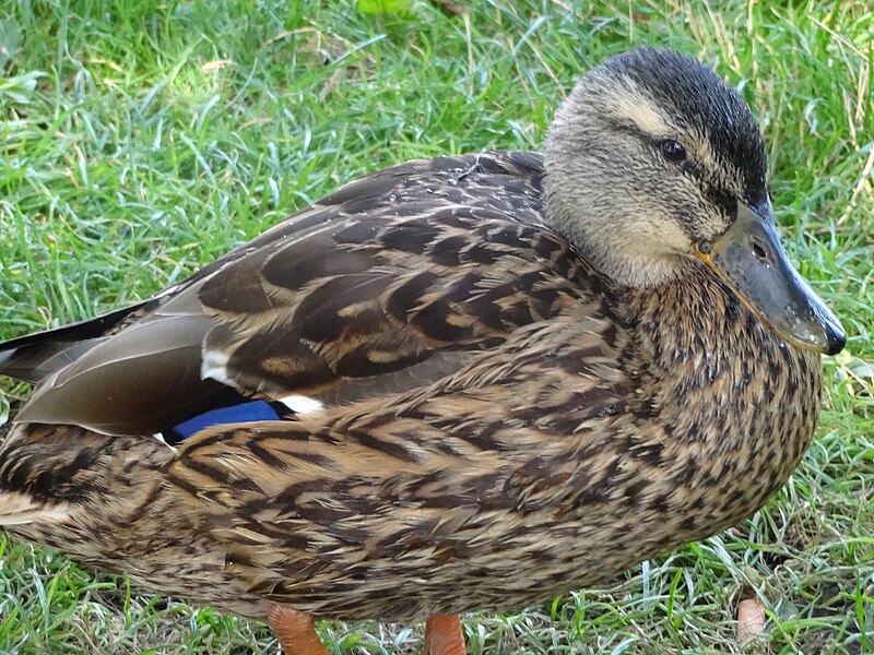 File:Stockente im Gras.JPG