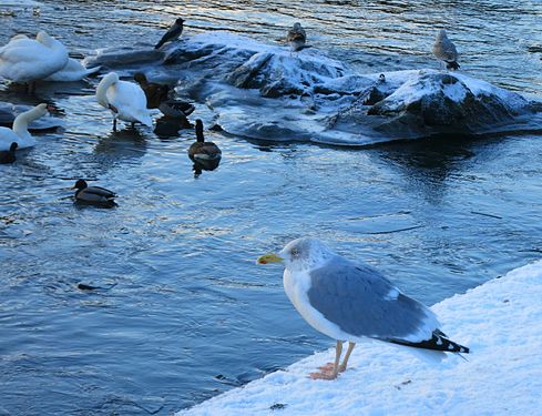 Overwintering birds in Stockholm