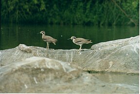 বড় বড় পাথর-বাঁকা জোড়া