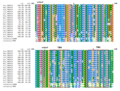 TMEM19 Strict Orthologs (Vertebrates) Multiple Sequence Alignment. Sequences were aligned using ClustalO,[24] transmembrane regions and exons were boxed. Consensus of amino acids are shown at 100% and 90%. Amino acids are colored based on their physicochemical properties.