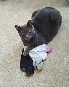 Sugar Bubba guarding some socks.